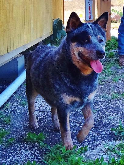 bk blue heelers