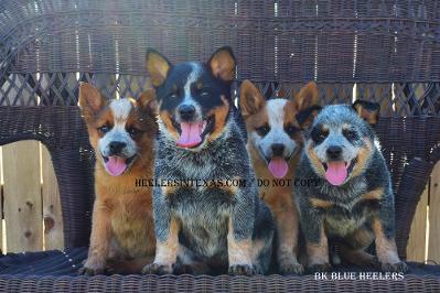 blue heeler kennels