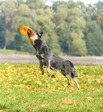 bk blue heelers