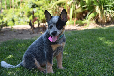 bk blue heelers