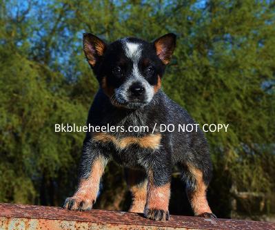 bk blue heelers